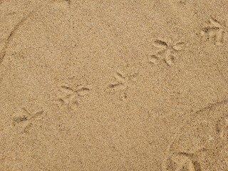 Fototapeta na wymiar Bird tracks on a sandy beach on a sunny day.