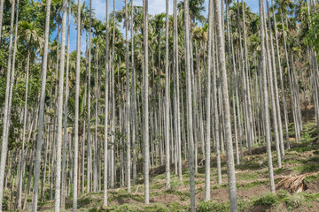 Areca nut, Areca nut palm, Areca palm, Betel nut palm, Betel Nuts tree garden park