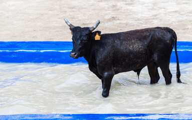 Taureau piscine.