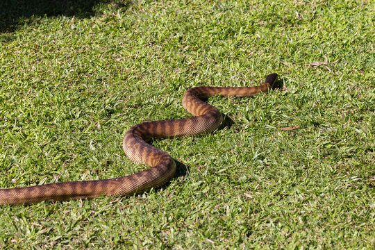 Black-headed python seen in natural habitat in Queensland, Australia