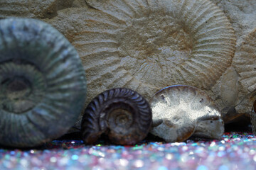 Ammonite is a fossil 