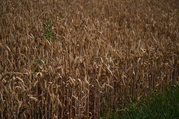Grains in the field before harvest