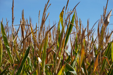 Naklejka premium Corn field in summer 
