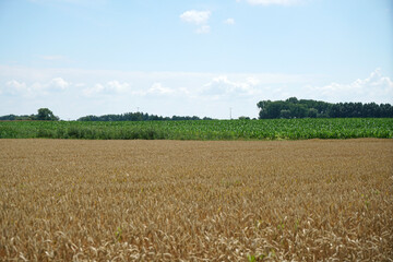 Corn field in summer with blue sky and grain