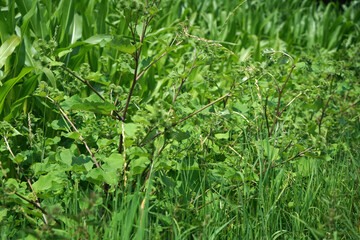 Grain harvested in summer for processing as a food