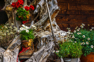 Ein defekter Wanderschuh mit roten und weißen Blumen dekoriert vor einer knorrigen Baumwurzel ,...