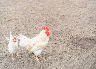 White Hen and cock on traditional rural barnyard
