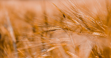 Golden fields of grain, wheat growing for food, the life of a farmer