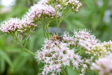 Bee and flower. Close up of a large striped bee collects pollen on a white, pink flower. Macro horizontal photography. Summer and spring backgrounds