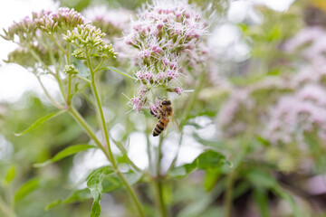 Bee and flower. Close up of a large striped bee collects pollen on a white, pink flower. Macro horizontal photography. Summer and spring backgrounds