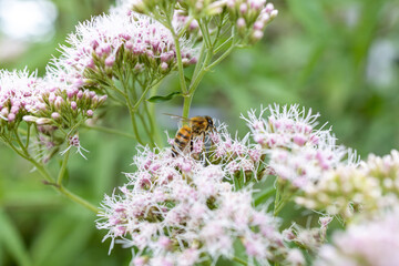 Bee and flower. Close up of a large striped bee collects pollen on a white, pink flower. Macro horizontal photography. Summer and spring backgrounds