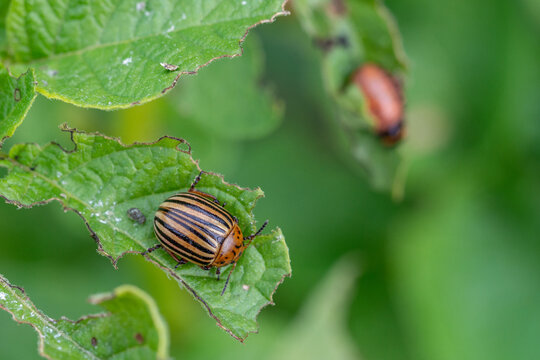 Colorado bugs eating potatoes.