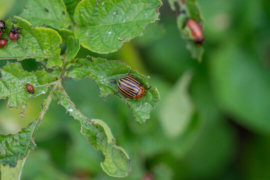 Colorado bugs eating potatoes.