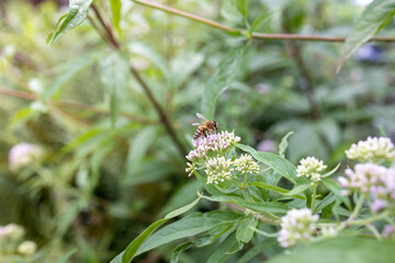 Bee and flower. Close up of a large striped bee collects pollen on a white, pink flower. Macro horizontal photography. Summer and spring backgrounds