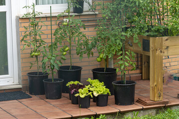 huerto en la ciudad cultivando lechugas y tomates en tiestos y terrario