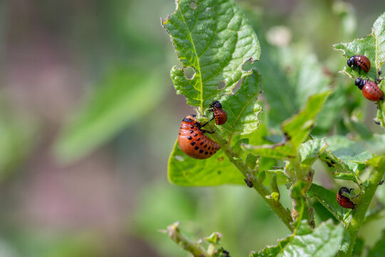 Colorado bugs eating potatoes.