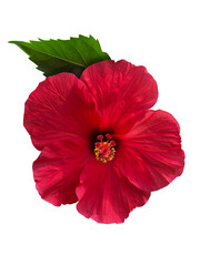 真っ赤なハイビスカスの花