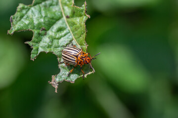 Colorado bugs eating potatoes.