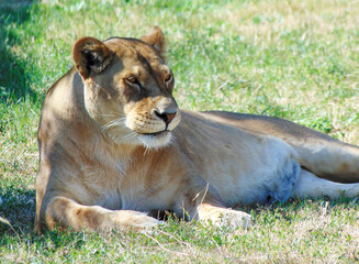 A lioness sits on the ground