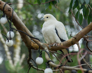 Pied Imperial Pigeon perched on a tree branch
