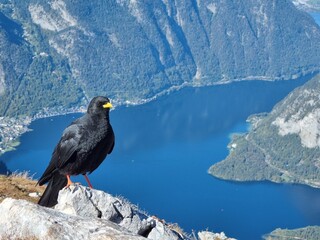 Black bird watch over Hallstatt lake from the Five Finger Lookout in Austria, Europe