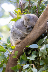 Close up view of a Koala asleep in a tree in it's natural habitat