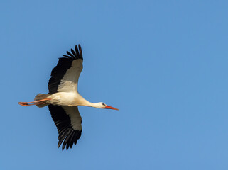 White stork (ciconia ciconia), early spring near Hunawihr, Alsace, France