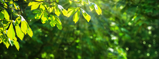 bright leaves from chestnut tree branch in sunny idyll, green fresh forest in summertime with shiny bokeh lights, beautiful nature background concept banner with copy space