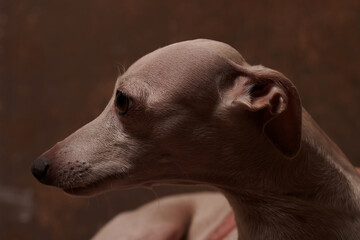 Portrait of Italian Greyhound dog brown color posing isolated on chocolate studio background