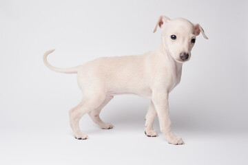Portrait of cute Italian Greyhound puppy isolated on white studio background. Small beagle dog...