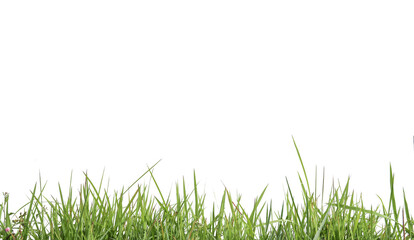 Isolated green grass with clipping paths on white background copy space                              