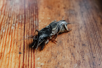 macro shot of a mole cricket on wooden plank