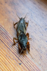 macro shot of a mole cricket on wooden plank