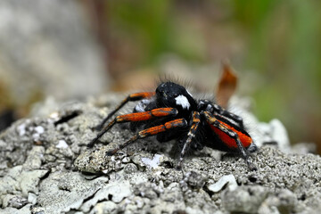 Red-bellied jumping spider // Goldaugenspringspinne (Philaeus chrysops) - Evros Delta, Greece