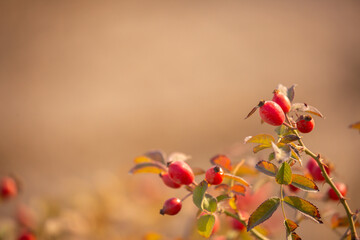 Rosehip close-up on the branches of a bush. Ripe rose hips grow in the garden.