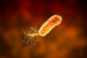 Pseudomonas aeruginosa bacteria, 3D illustration