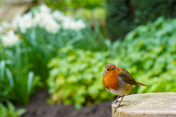 European robin bird sitting on a bench	