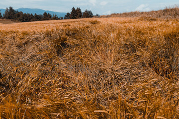 Wheat fields in golden light, sunny day in the countryside