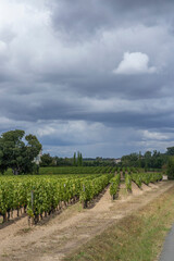Fototapeta na wymiar Typical vineyards near Pomerol, Aquitaine, France