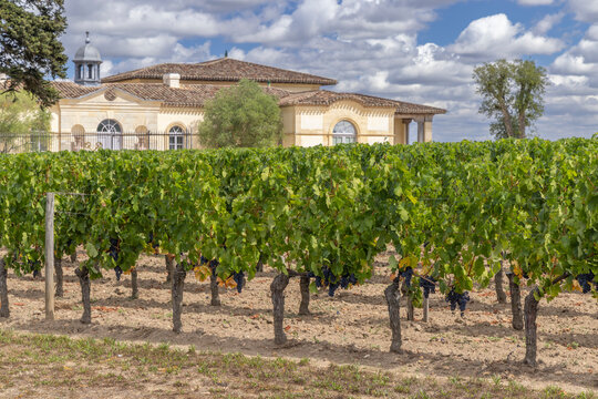 Typical vineyards near Chateau Petrus, Pomerol, Aquitaine, France