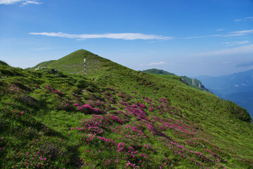 Plakat flowers in the mountains, Tiganesti Ridge, Bucegi Mountains, Romania 