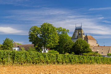 Fototapeta na wymiar Typical vineyards near Aloxe-Corton, Cote de Nuits, Burgundy, France