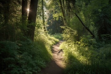 Obraz premium peaceful walk through the woods, with sunlight filtering through the trees, created with generative ai