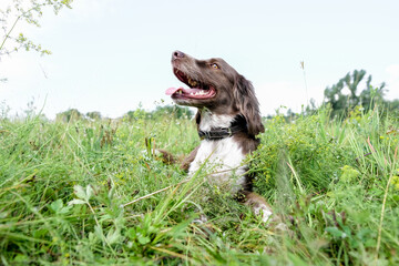 Russian brown spaniel lying in green grass in a field.