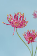 Elegant pink gerber flowers on blue background. Aesthetic floral simplicity composition. Close up...