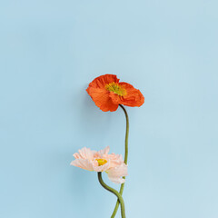 Beautiful peach pink and red poppy flowers on pastel blue background. Aesthetic minimal floral...