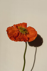 Red poppy flower with aesthetic sunlight shadows on pastel beige background. Minimal stylish still life floral composition