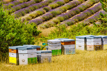 Bee hives at lavender field