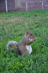 squirrel eating nut
