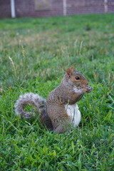 squirrel eating nut